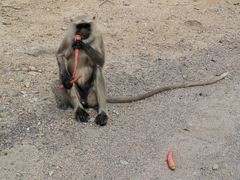 20100408_Market_Noria_Bats_1397.jpg