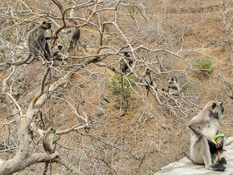 20100408_Market_Noria_Bats_1405.jpg