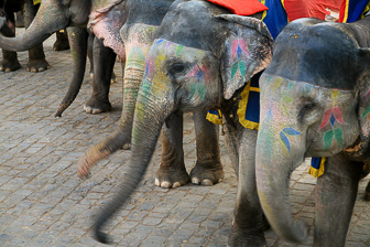 20100424_Jaipur_Fort-Amber_2288.jpg