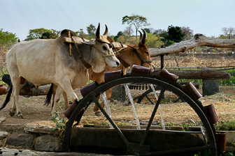 20100408_Market_Noria_Bats_1629.jpg