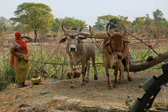 20100408_Market_Noria_Bats_1631.jpg