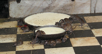 20100404_Campaign_Rat_Temple_032120-Modifier.jpg