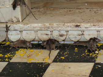 20100404_Campaign_Rat_Temple_032224-Modifier.jpg