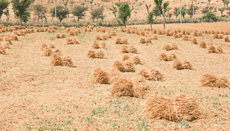 20100404_Campaign_Rat_Temple_0333.jpg