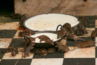 20100404_Campaign_Rat_Temple_037316-Modifier.jpg