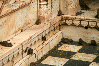 20100404_Campaign_Rat_Temple_037417-Modifier.jpg
