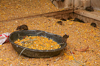 20100404_Campaign_Rat_Temple_037518-Modifier.jpg