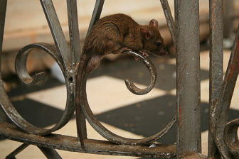 20100404_Campaign_Rat_Temple_037621-Modifier.jpg