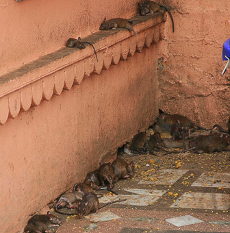 20100404_Campaign_Rat_Temple_038128-Modifier.jpg