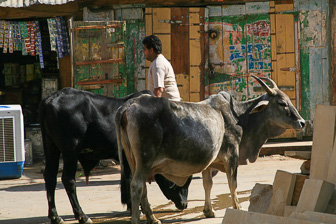 20100406_Jaisalmer_0851.jpg