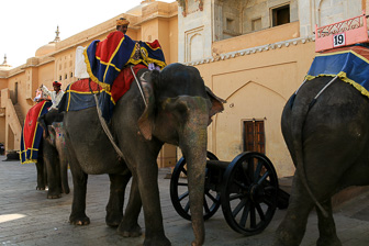 20100424_Jaipur_Fort-Amber_2384.jpg