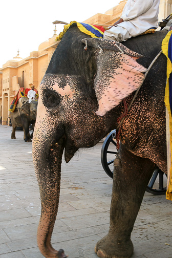 20100424_Jaipur_Fort-Amber_2386.jpg