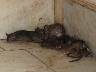 Karni Mata Rat Temple