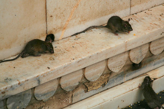 20100404_Campaign_Rat_Temple_038026-Modifier.jpg