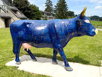 Cows