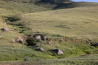 Khustain Nuruu-Prjewalski horses