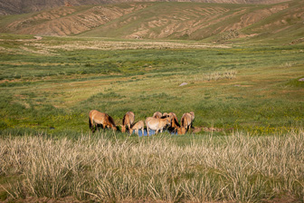 Khustain Nuruu-Prjewalski horses
