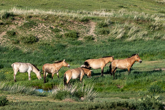 Khustain Nuruu-Prjewalski horses