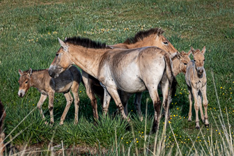 Khustain Nuruu-Prjewalski horses Khustain Nuruu-Prjewalski horses