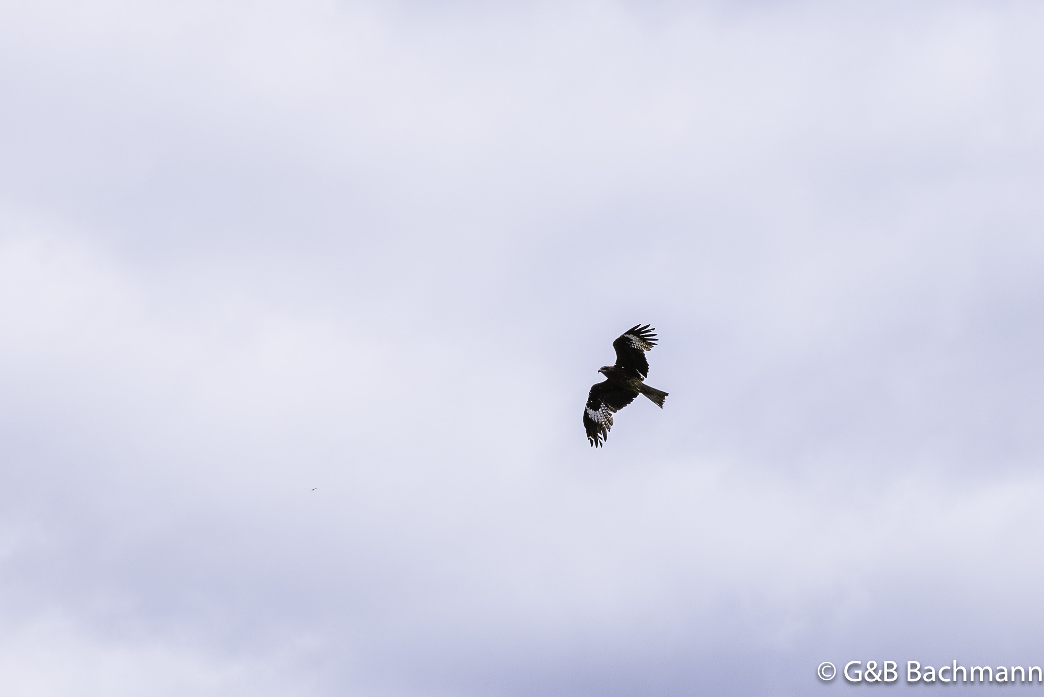 0W0A3270-Enhanced-NR.jpg