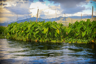 Floating Garden