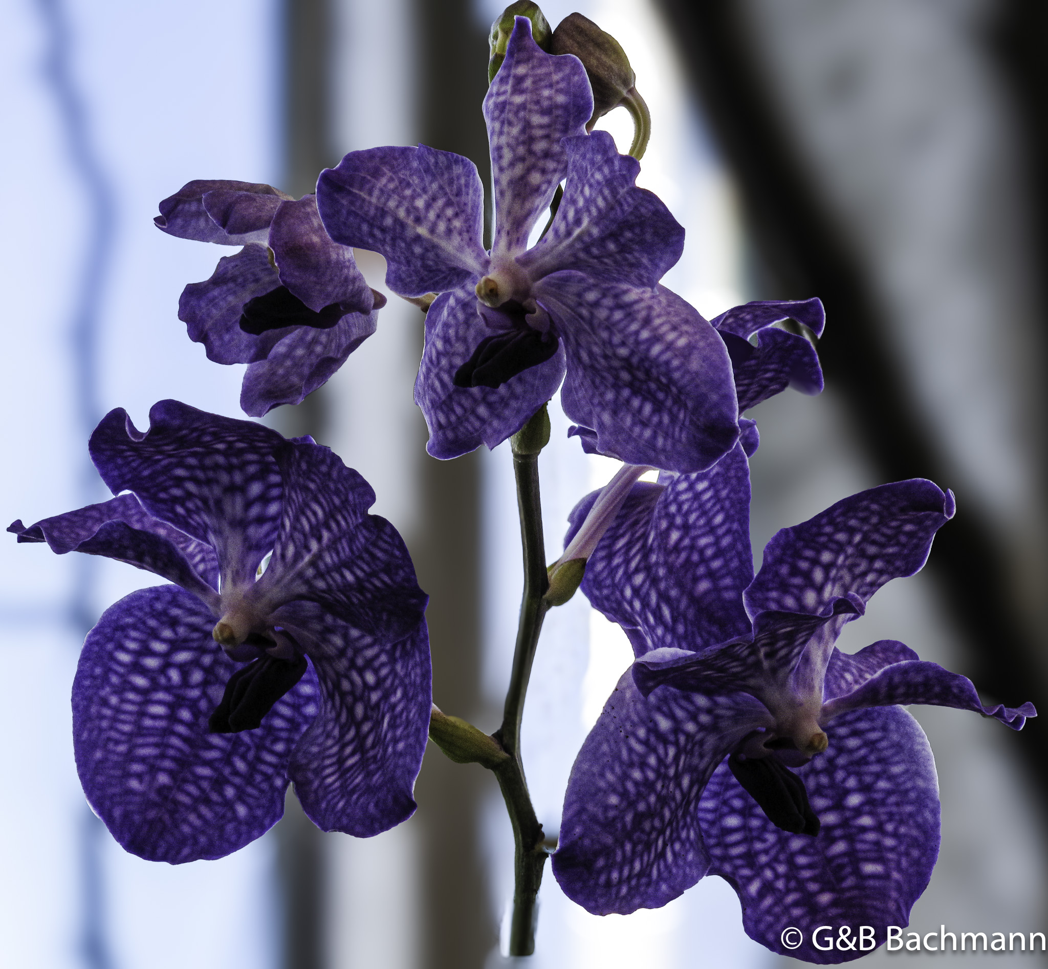 Orchidees-056-Modifier.jpg