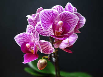 Orchids