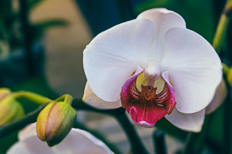 Orchidees-050.jpg