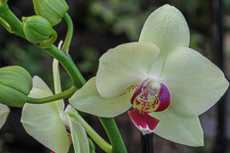 Orchidees-051.jpg