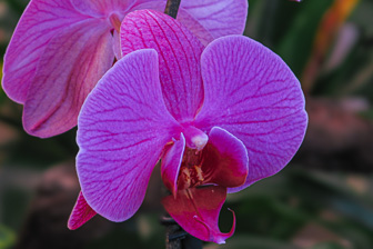 Orchidees-052.jpg
