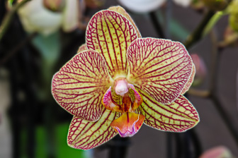 Orchidees-053.jpg