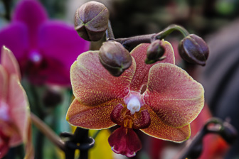 Orchidees-054.jpg