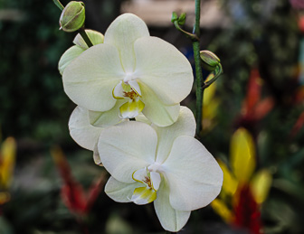 Orchidees-055.jpg