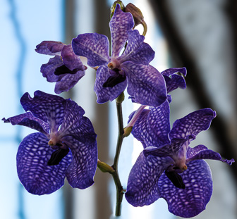 Orchidees-056-Modifier.jpg