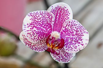 Orchidees-058.jpg