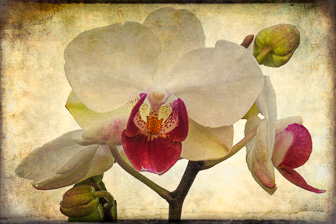 Orchidees44.jpg