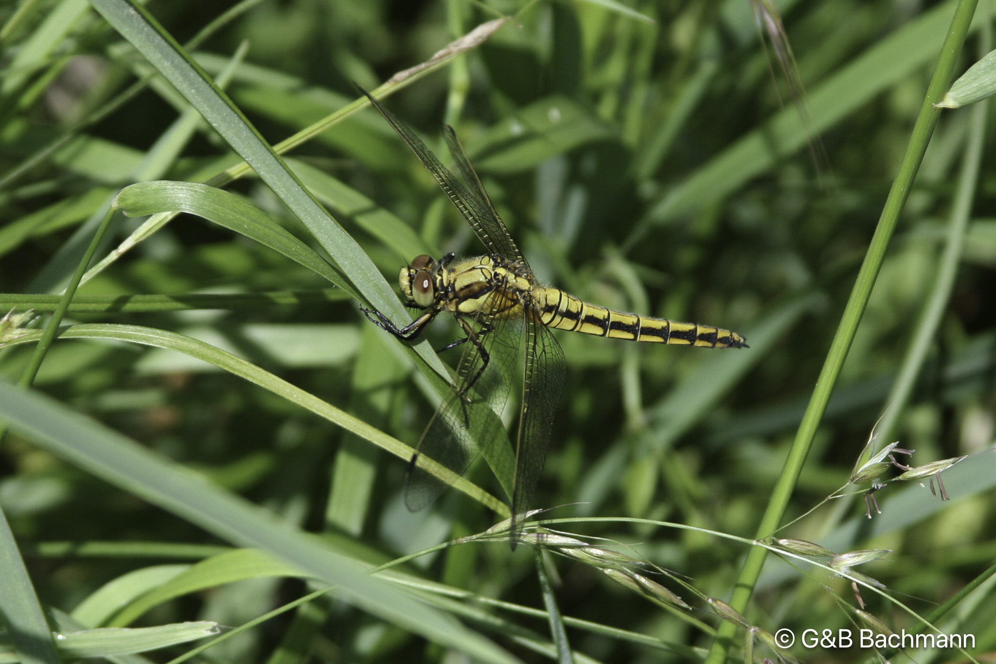 0608_Libellule.jpg