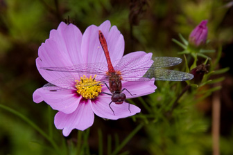 0709_Dragonfly.jpg