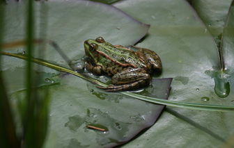 Grenouille.jpg