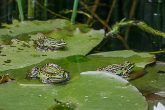 Grenouilles_0003.jpg