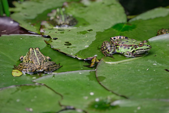 Grenouilles_0004.jpg