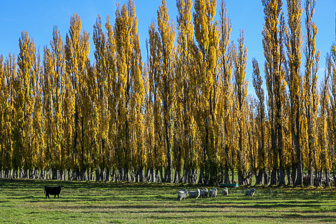 11.0 To Dunedin and Otago Peninsula 11.0 To Dunedin and Otago Peninsula