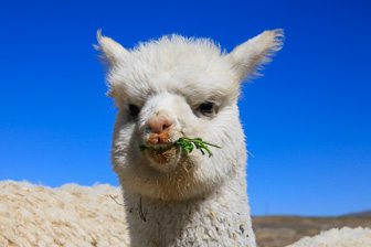 Colca_0015.jpg