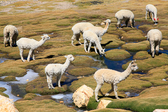 Colca_0019.jpg