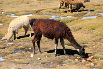 Colca_0022.jpg