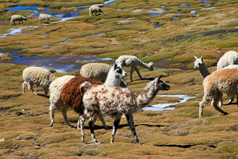 Colca_0023.jpg