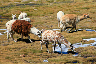 Colca_0024.jpg
