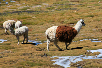 Colca_0025.jpg