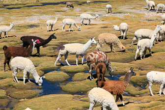 Colca_0026.jpg