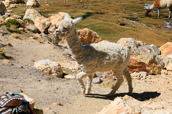 Colca_0030.jpg